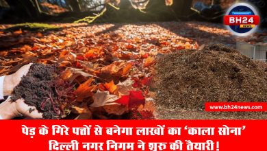 Delhi Municipal Corporation will make black gold from leaves
