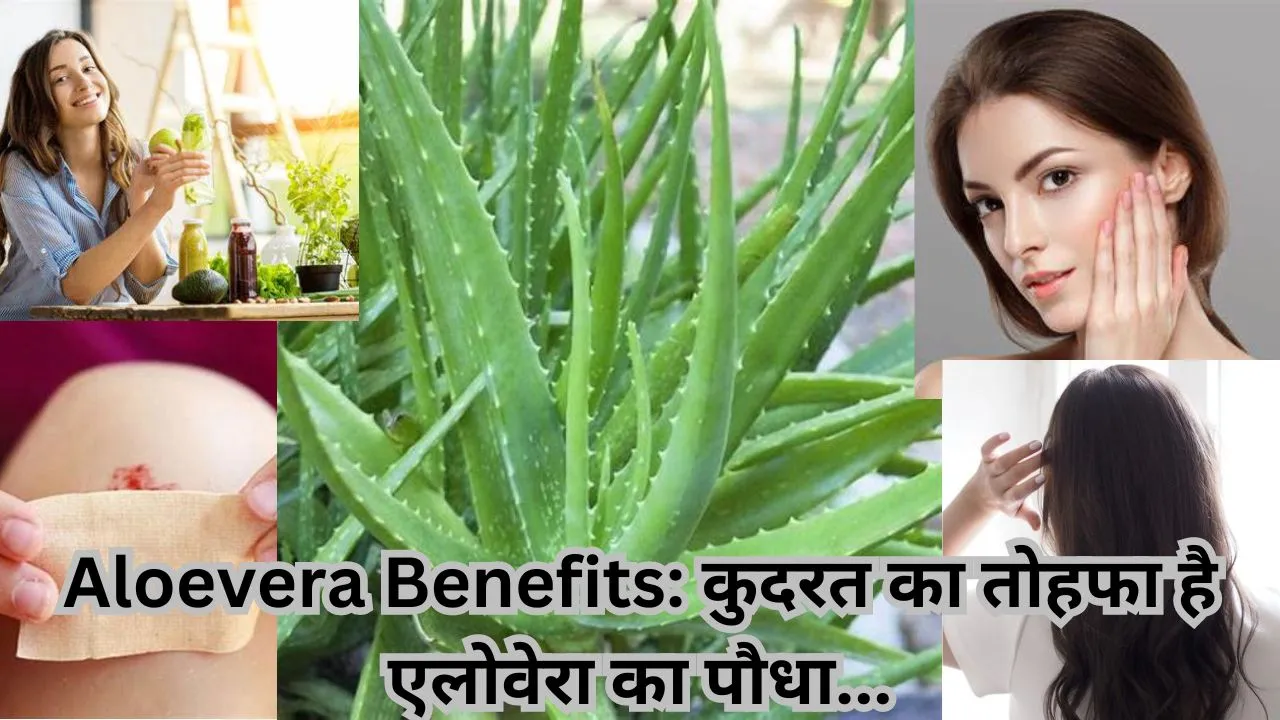Aloe vera Benefits: कुदरत का तोहफा है एलोवेरा का पौधा, केवल चेहरे की सुंदरता या बालों की चमक के लिए ही नहीं, आपके शरीर का ऐसा कोई भी हिस्सा नहीं है जिसमें एलोवेरा उपयोगी ना हो