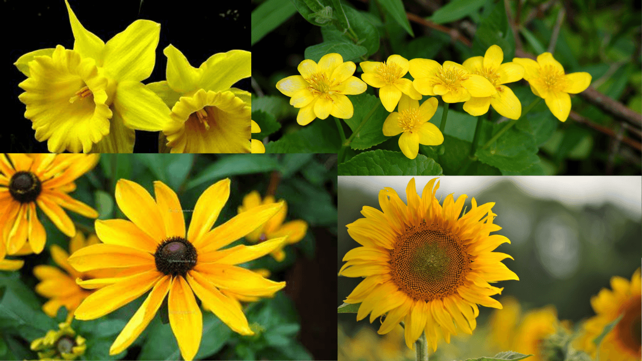 Plants Care: गर्मियों में केवल आपको ही नहीं पौधों को भी खास देखभाल की जरूरत होती है। इन तरीकों से रखें उनका ख्याल।