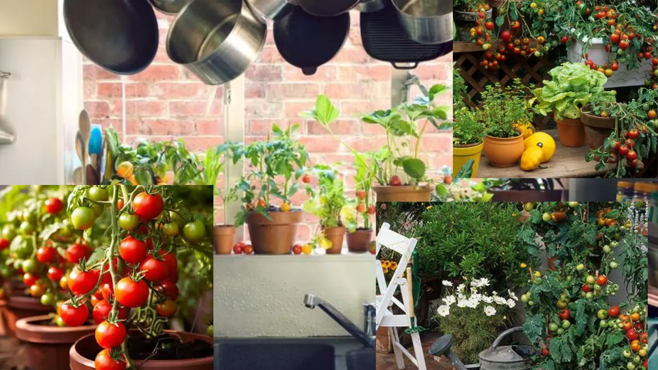 Kitchen Gardening Ideas: किचन गार्डनिंग आइडियाज कैसे आप भी घर में किचन गार्डनिंग कर सकते हैं…