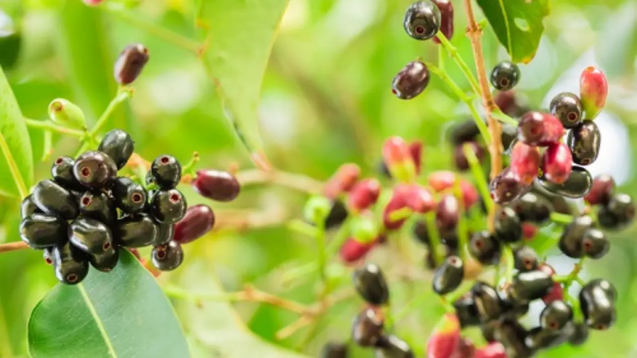 Jamun Benefits