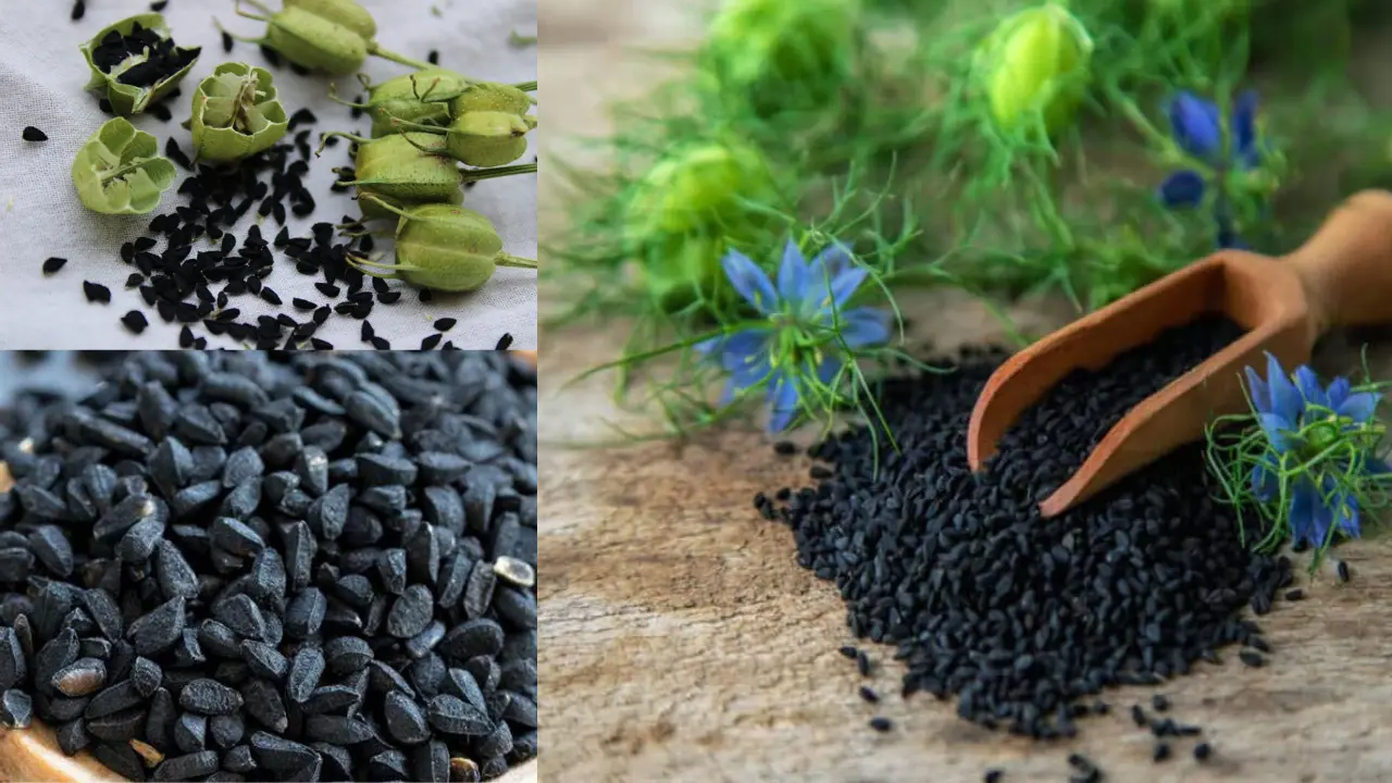 Kalonji For Female Health: महिलाओं के स्वास्थ्य के लिए कलौंजी के किसी खजाने से कम नहीं…