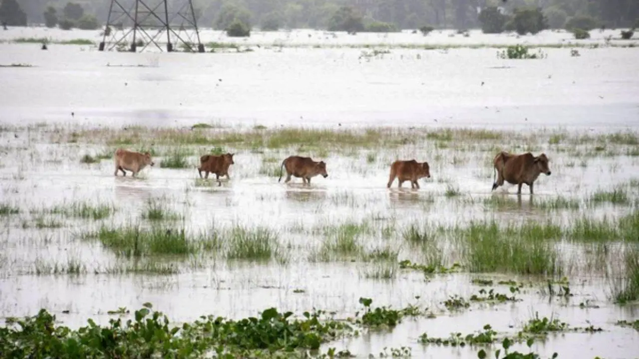 Assam Floods