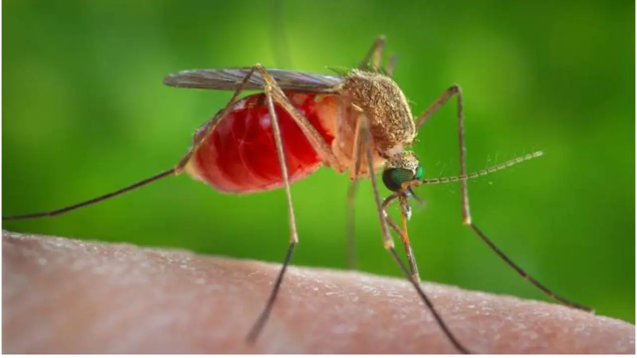 Oropouche virus