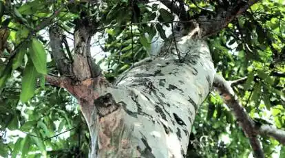 arjuna chaal tree | Health Care