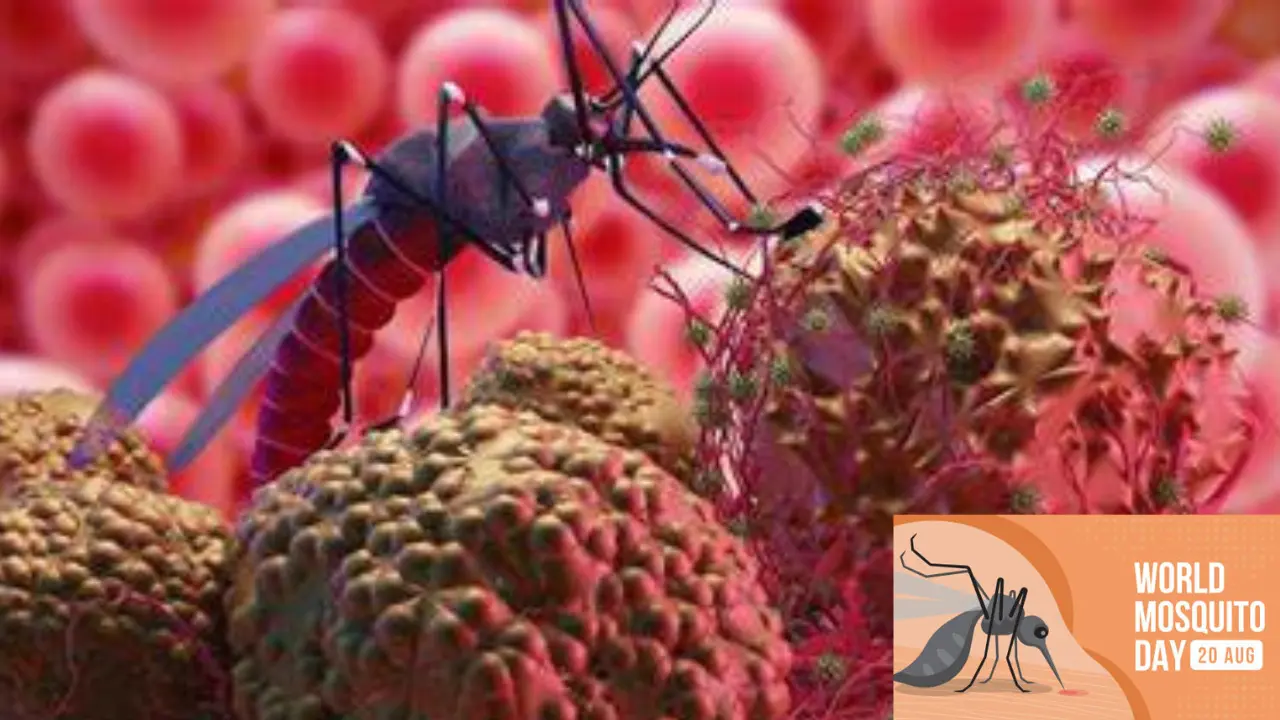 World Mosquito Day